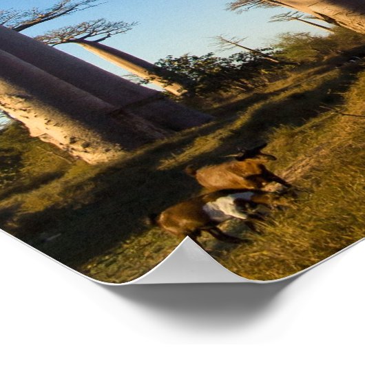 Poster Baobabs de Madagascar (Coin)