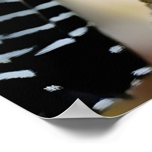 Poster Bar-crested antshrike  (Coin)