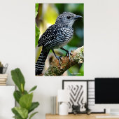 Poster Bar-crested antshrike (Bureau à domicile)