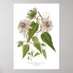 Poster Baraquimima de passiflore