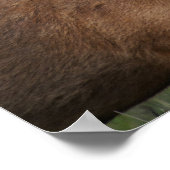 Poster Barasingha ou Barasinga (Rucervus (Coin)