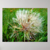 Poster Barbe de chèvre (Devant)