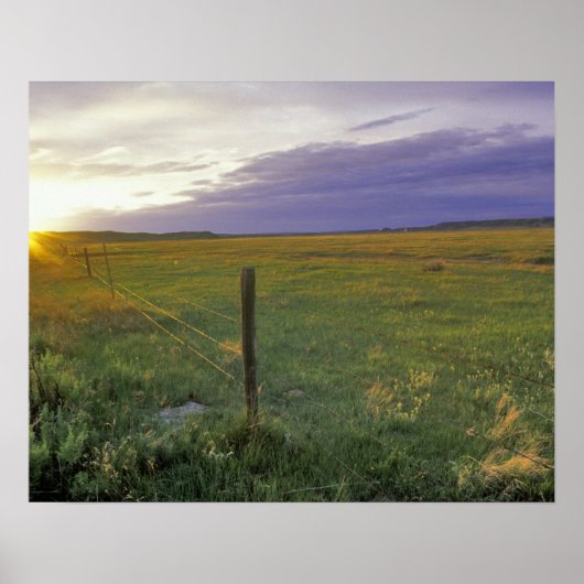Poster Barbed Wire Fenceline dans le nord-est du Montana (Devant)
