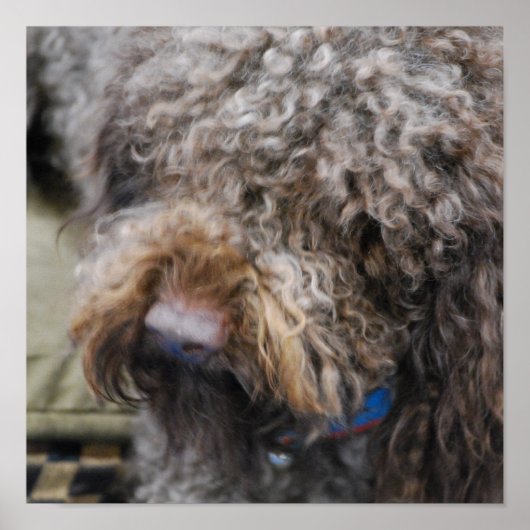 Poster Barbet (Devant)