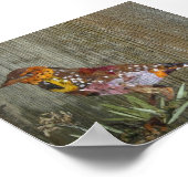 Poster Barbet Bird (Coin)