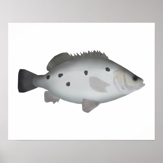 Poster Barcoo Grunter (Devant)