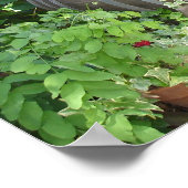 Poster Barils de vin en Californie du Nord (Coin)