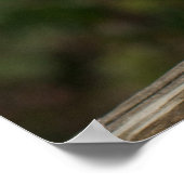 Poster Barn Owl (Coin)