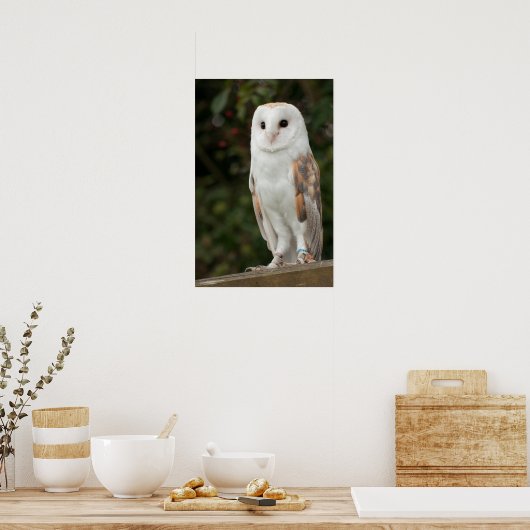 Poster Barn Owl (Cuisine)