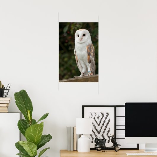 Poster Barn Owl (Bureau à domicile)