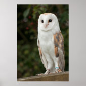 Poster Barn Owl (Devant)