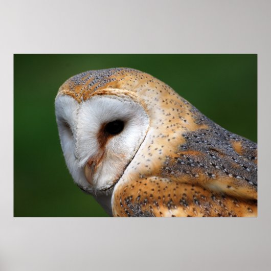 Poster Barn Owl (Devant)