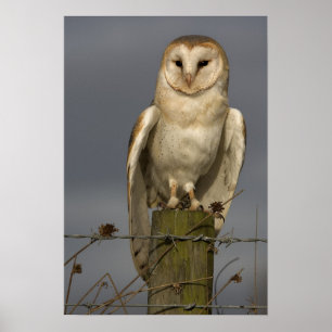 Poster Barn Owl