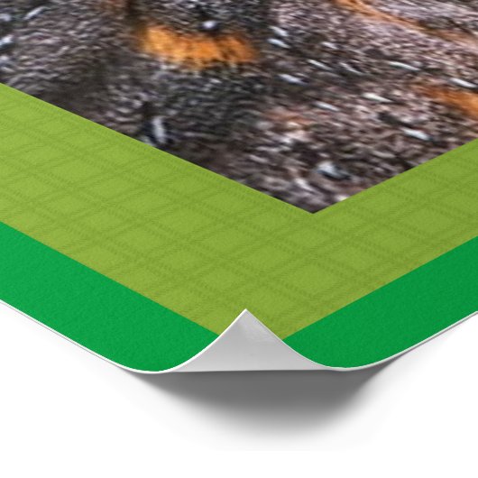 Poster Barn Owl (Coin)