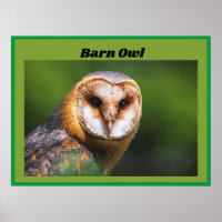 Barn Owl