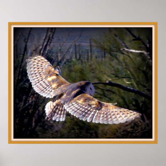 Poster Barn Owl à mi-vol (Devant)