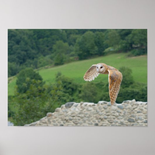Poster Barn Owl en vol (Devant)