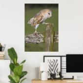 Poster Barn Owl se promène (Bureau à domicile)