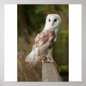 Poster Barn Owl sur une clôture (Devant)