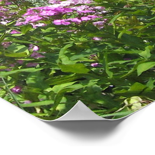 Poster Barne rouge (Coin)