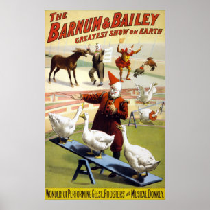 Poster Barnum et Bailey - oies de exécution merveilleuses