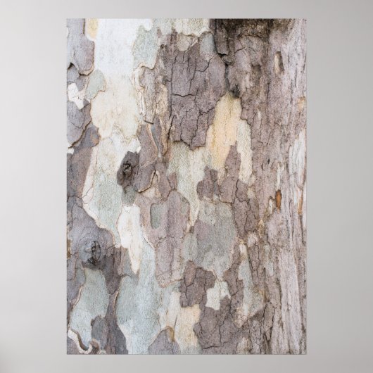 Poster Barque d'arbre (Devant)