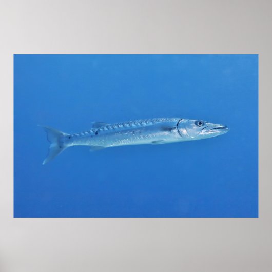 Poster Barracuda en bleu (Devant)