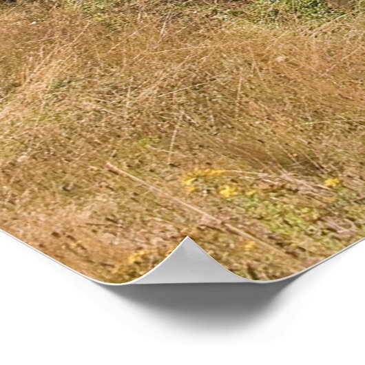 Poster Barrage de canyon Glines (Coin)