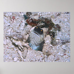 Poster Barre de poisson