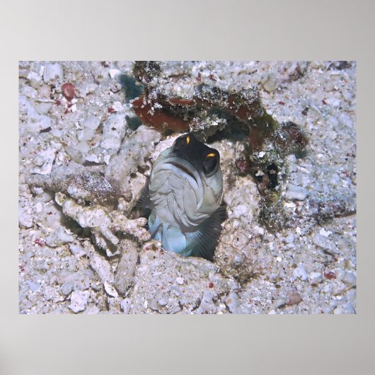 Poster Barre de poisson (Devant)