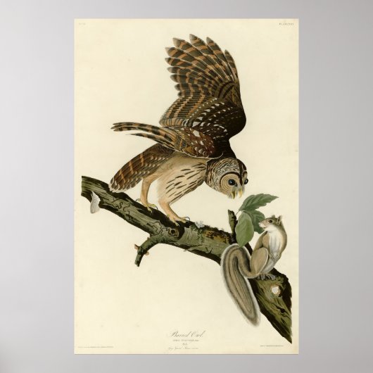 Poster Barred Owl, John James Audubon's Birds of America (Devant)