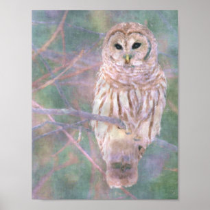 Poster Barred Owl Pastel Oilpaint