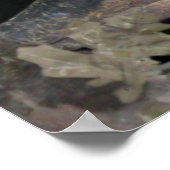 Poster Barred Owl - Voici un regard sur vous (Coin)