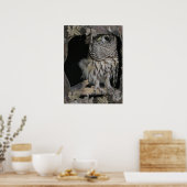 Poster Barred Owl - Voici un regard sur vous (Cuisine)