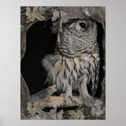 Poster Barred Owl - Voici un regard sur vous (Devant)