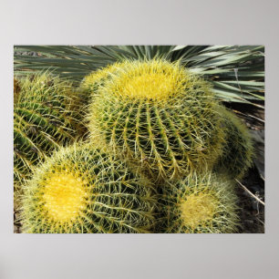 Poster-Barrel Cacti Poster