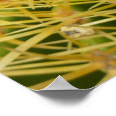 Poster Barrel Cactus Closeup Abstrait Nature Photographie (Coin)