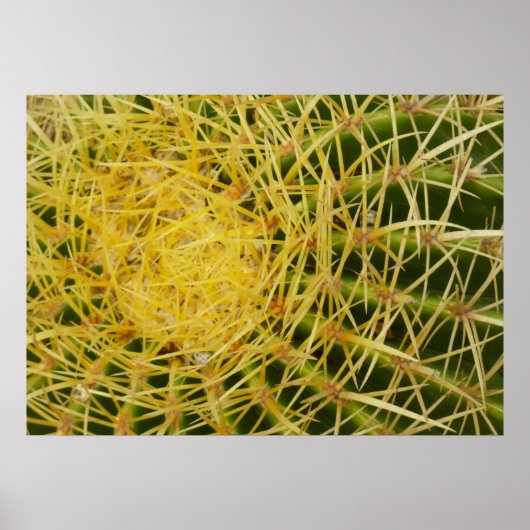 Poster Barrel Cactus Closeup Abstrait Nature Photographie (Devant)