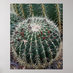 Poster Barrel Cactus Photo Mexique Cactus sud-ouest