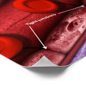 Poster Barrière du cerveau sanguin (Coin)