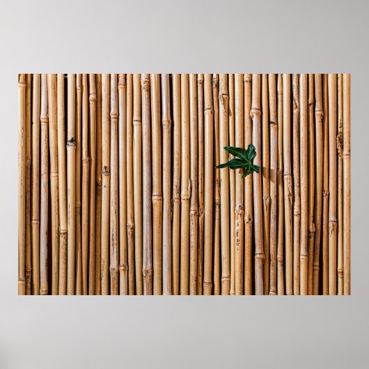 Poster barrière pare-bambou (Devant)