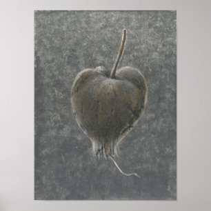 Poster Barringtonia Acutangula 2