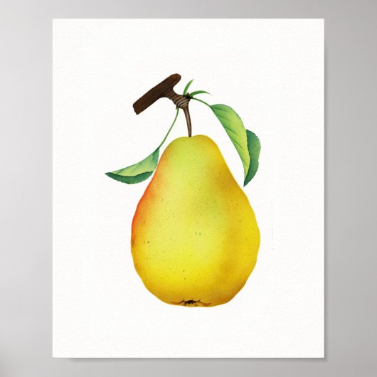 Poster Bartlett Juicy Pear Fruit Cuisine (Devant)