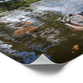 Poster Barton Creek à Lady Bird Lake - Austin, Texas (Coin)