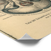 Poster Base de crâne d'impression d'anatomie allemande vi (Coin)