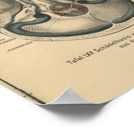 Poster Base de crâne d'impression d'anatomie allemande vi (Coin)