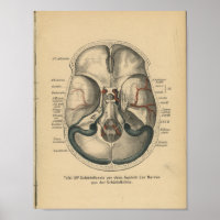 Base de crâne d'impression d'anatomie allemande vi