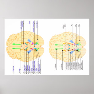 Poster base de l' image du cerveau anglais et japonais