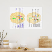 Poster base de l'image du cerveau anglais & japonais (Cuisine)