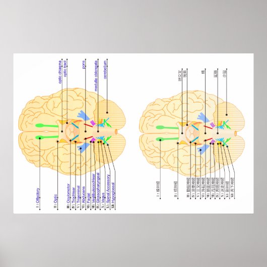 Poster base de l'image du cerveau anglais & japonais (Devant)